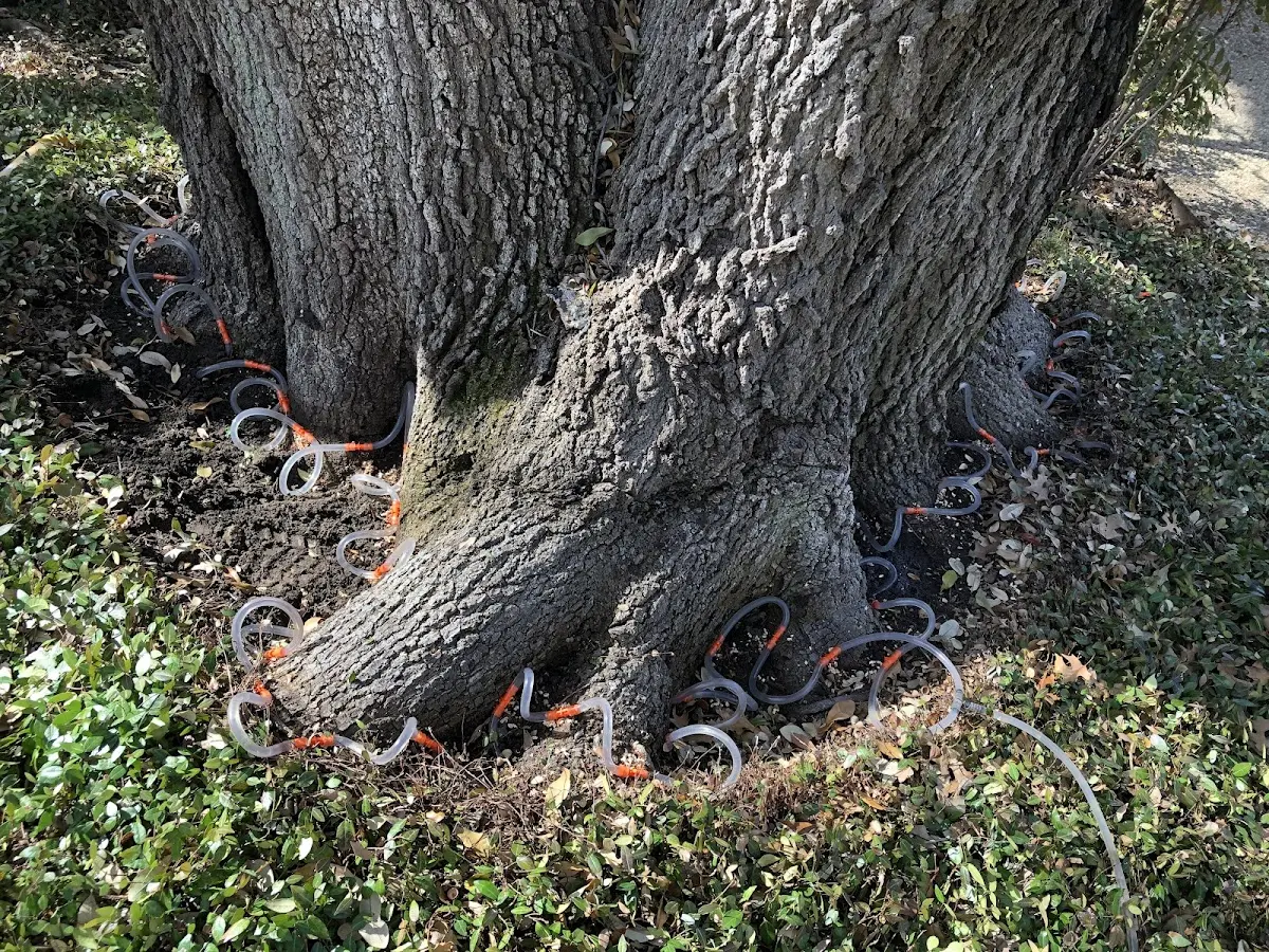 Detailed Tree Cabling and Bracing job site in Demorest